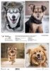 Schronisko w Korabiewicach, fotografie zwierząt, psy, Dorota Majcher*Shelter in Korabiewice, animal photography, dogs, Dorota Majcher*Tierheim in Korabiewice, Tierfotografie, Hunde, Dorota Majcher*Refugio en Korabiewice, fotografía de animales, perros, Do